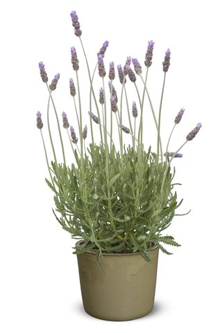 Levandule zoubkatá - Lavandula dentata