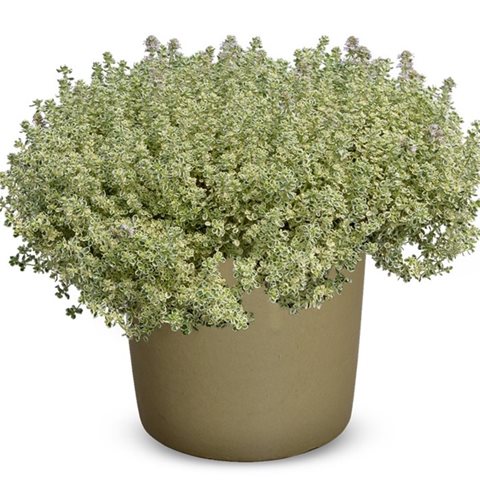 Mateřídouška - Thymus spp.
