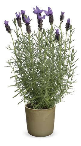 Levandule ouškatá - Lavandula stoechas