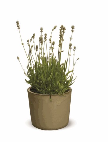 Levandule lékařská - Lavandula angustifolia