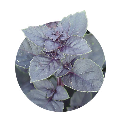 Bazalka vytrvalá - Ocimum herbalea