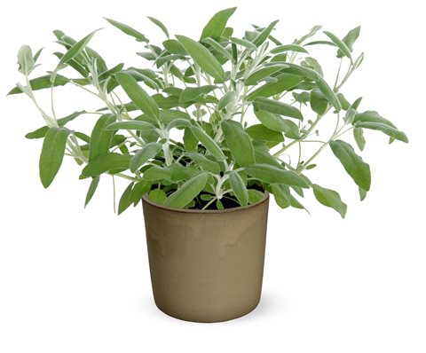 Šalvěj lékařská - Salvia officinalis