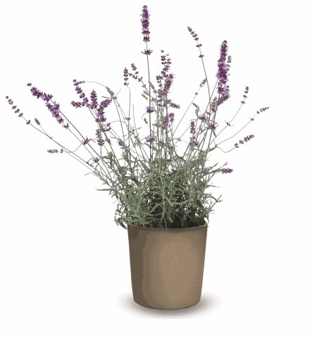 Levandule lékařská - Lavandula angustifolia