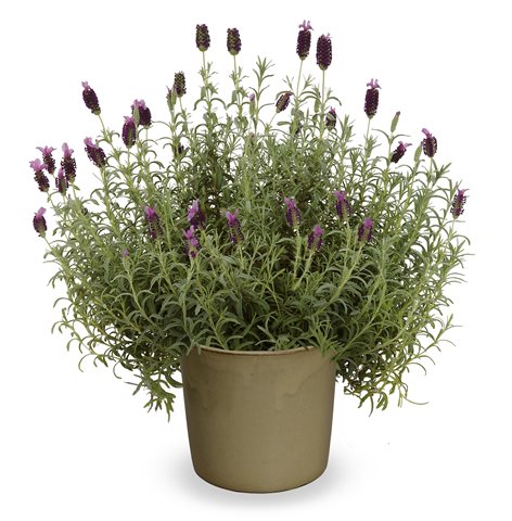 Levandule ouškatá - Lavandula stoechas