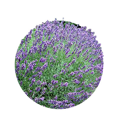 Levandule lékařská - Lavandula angustifolia