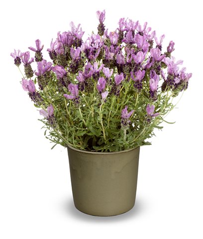 Levandule ouškatá - Lavandula stoechas