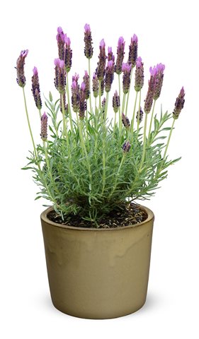 Levandule stopkatá - Lavandula lusitanica