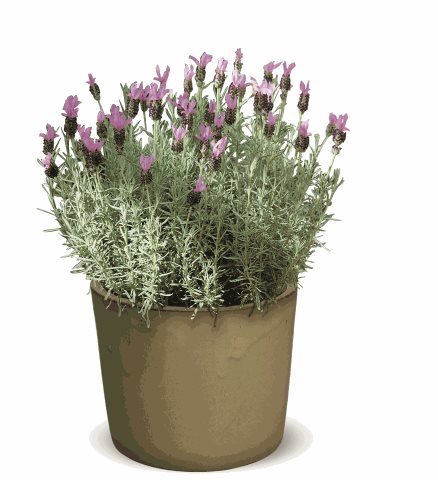 Levandule ouškatá - Lavandula stoechas