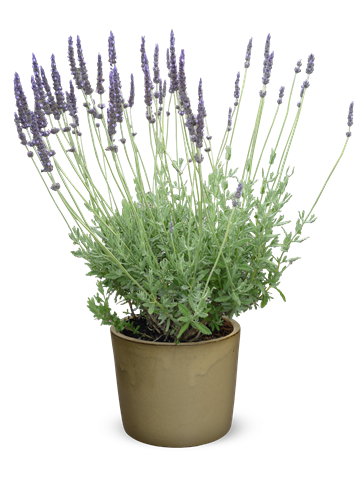 Levandule - Lavandula hybrid