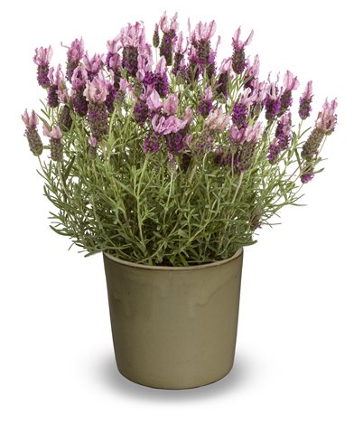 Levandule ouškatá - Lavandula stoechas