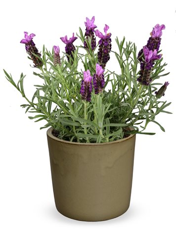 Levandule ouškatá - Lavandula stoechas