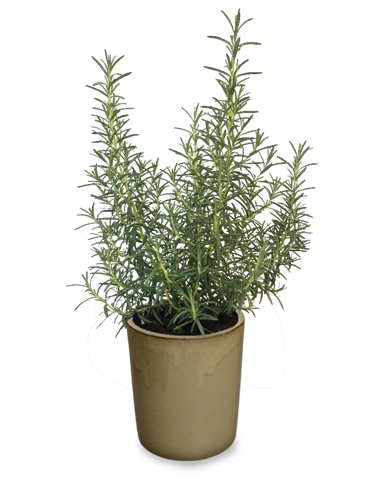 Rozmarýna lékařská - Rosmarinus officinalis