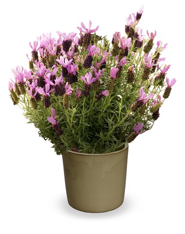 Levandule ouškatá - Lavandula stoechas