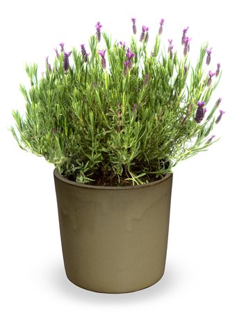 Levandule ouškatá - Lavandula stoechas