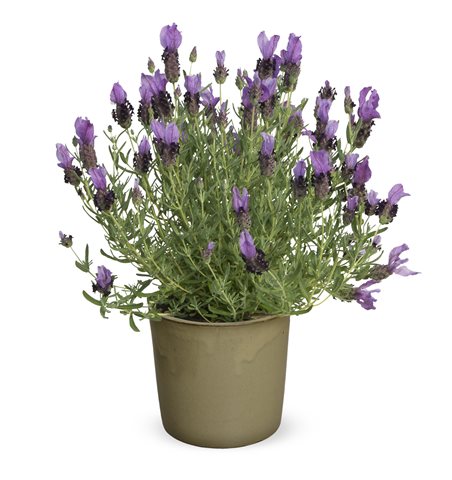 Levandule ouškatá - Lavandula stoechas