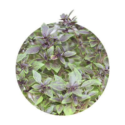 Bazalka vytrvalá - Ocimum herbalea
