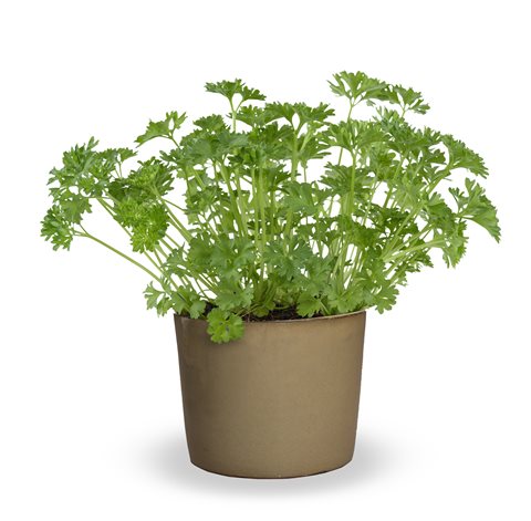 Petržel kadeřavá - Petroselinum crispum 