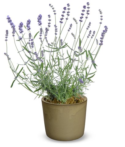 Levandule lékařská - Lavandula angustifolia