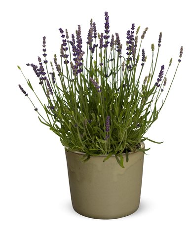 Levandule lékařská - Lavandula angustifolia