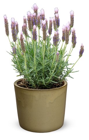 Levandule stopkatá - Lavandula lusitanica