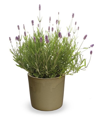 Levandule lékařská - Lavandula angustifolia