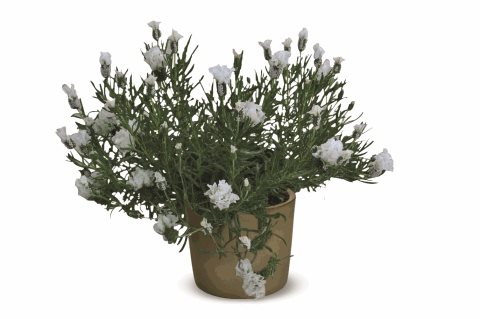Levandule ouškatá - Lavandula stoechas