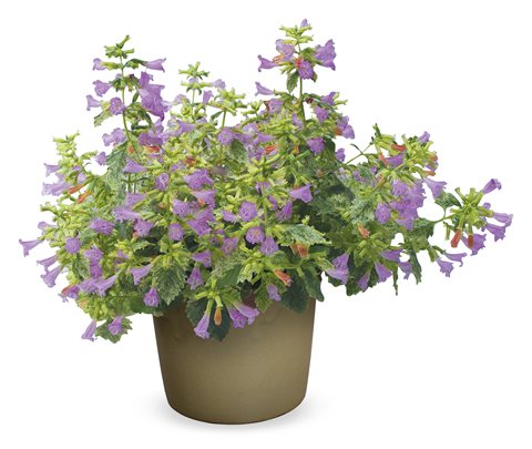 Mátová saturejka - Calamintha grandiflora
