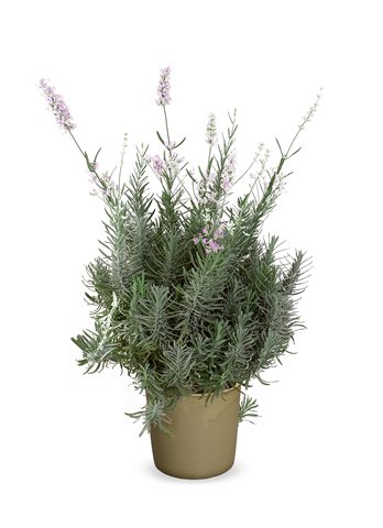 Levandule lékařská - Lavandula angustifolia