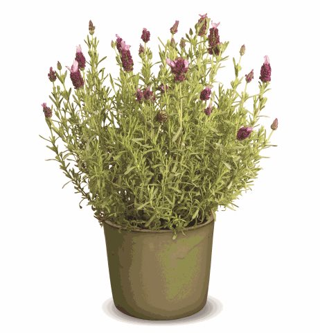 Levandule ouškatá - Lavandula stoechas