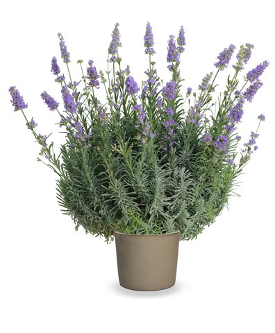 Levandule lékařská - Lavandula angustifolia