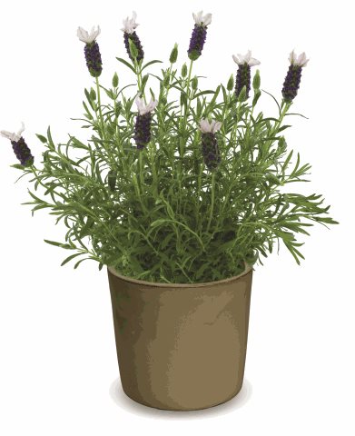 Levandule ouškatá - Lavandula stoechas