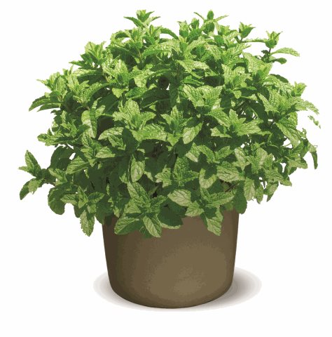 Máta klasnatá - Mentha spicata