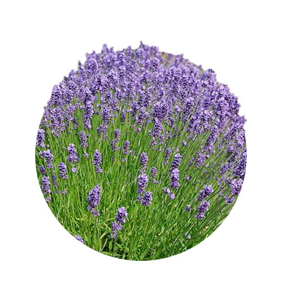 Levandule lékařská - Lavandula angustifolia