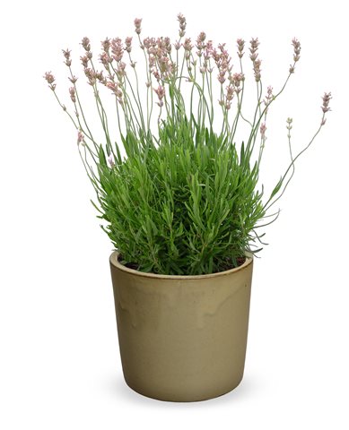 Levandule lékařská - Lavandula angustifolia