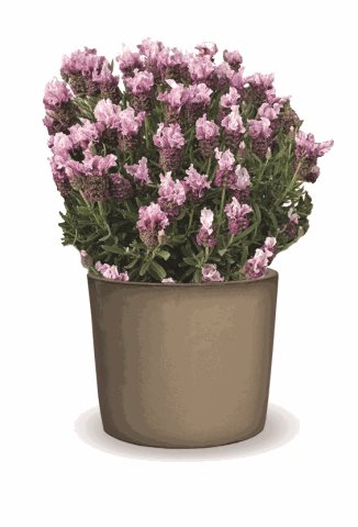 Levandule ouškatá - Lavandula stoechas