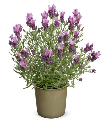 Levandule ouškatá - Lavandula stoechas