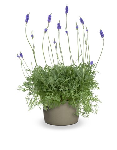 Levandule madeirská - Lavandula pinnata