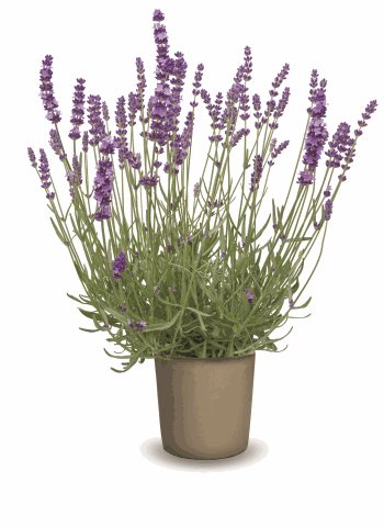 Levandule lékařská - Lavandula angustifolia