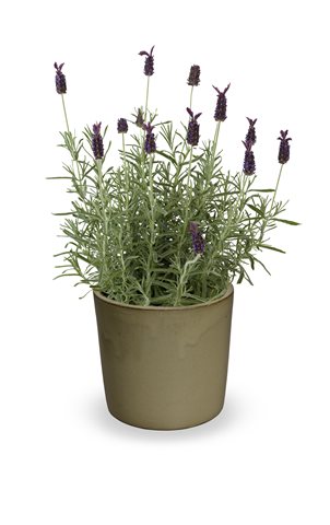 Levandule ouškatá - Lavandula stoechas