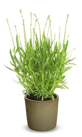 Levandule lékařská - Lavandula angustifolia