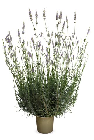 Levandule prostřední - Lavandula intermedia