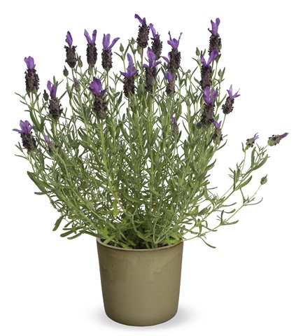 Levandule ouškatá - Lavandula stoechas