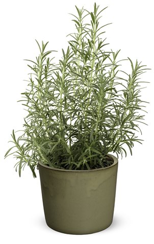 Rozmarýna lékařská - Rosmarinus officinalis