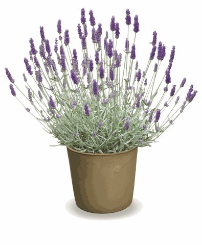 Levandule - Lavandula chaytoriae