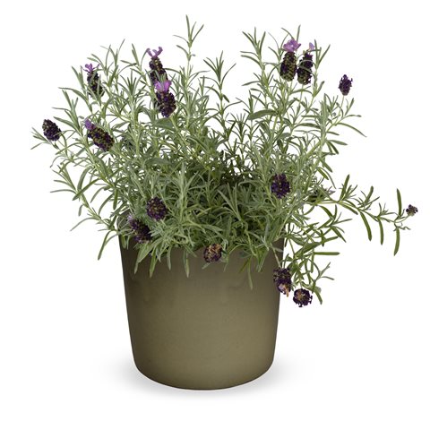 Levandule ouškatá - Lavandula stoechas