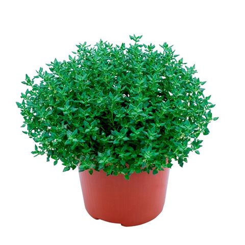 Mateřídouška - Thymus spp.